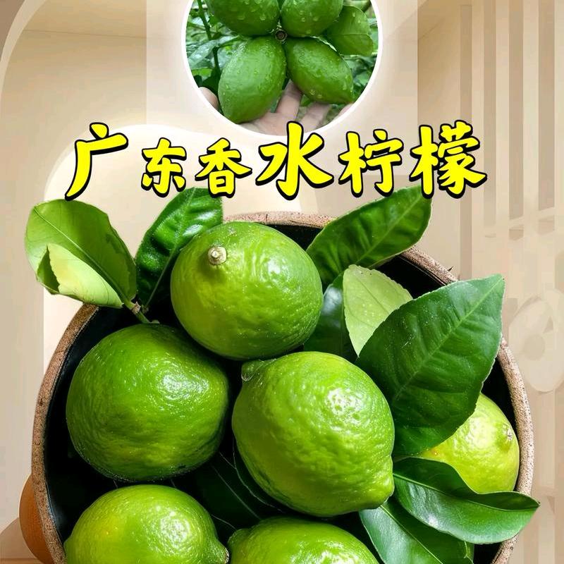 卖柠檬的小叔