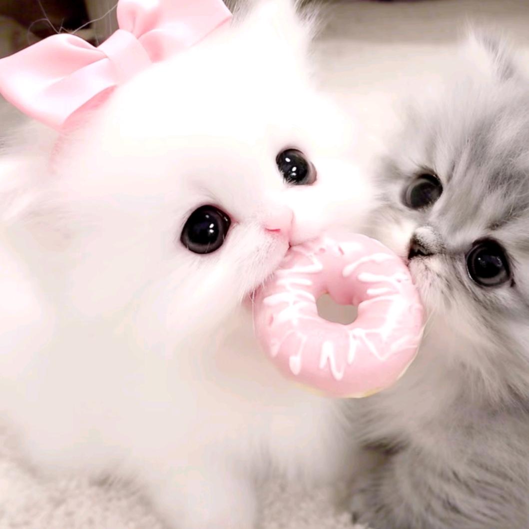 ˖⁺ಣ蛋糕>ᴗo