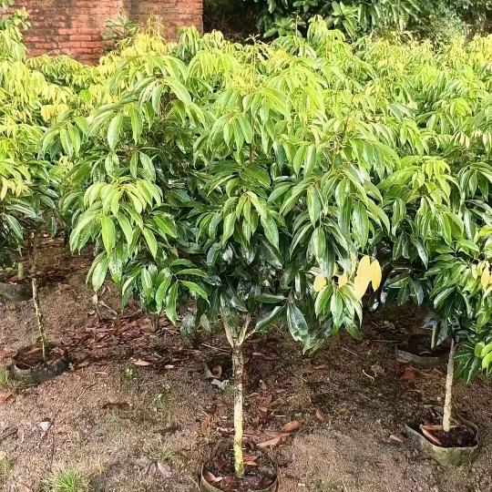 姐妹花果树苗木