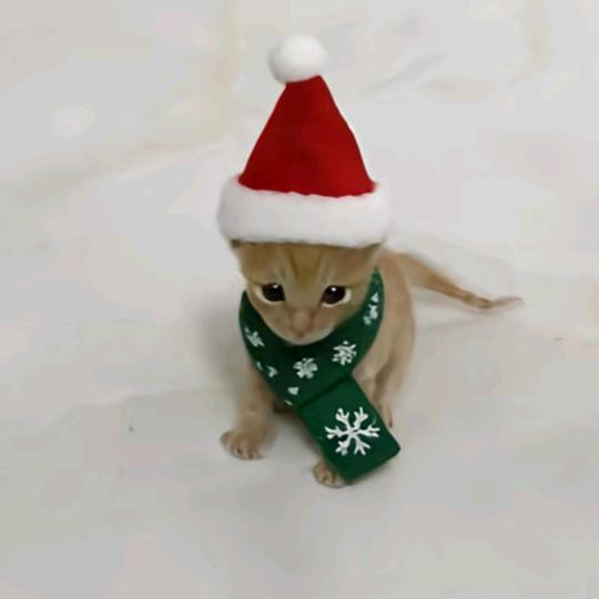 野猪亨利9178