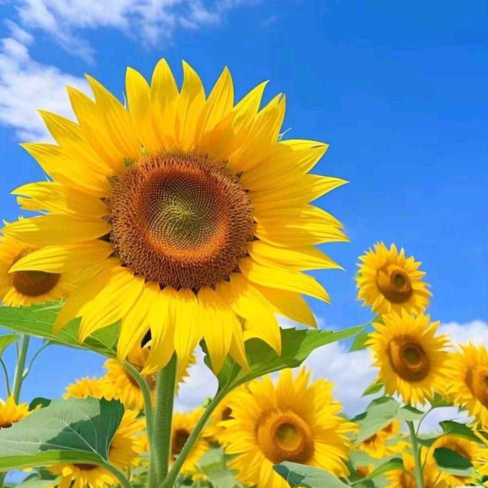 雁栖苍梧