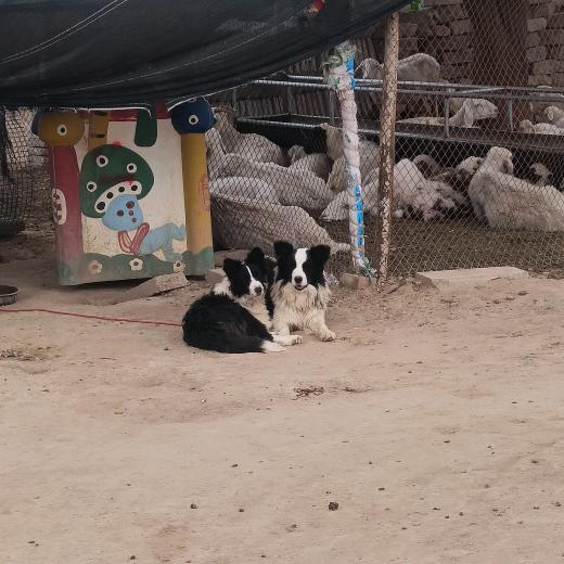 乌鸦（牧羊人）