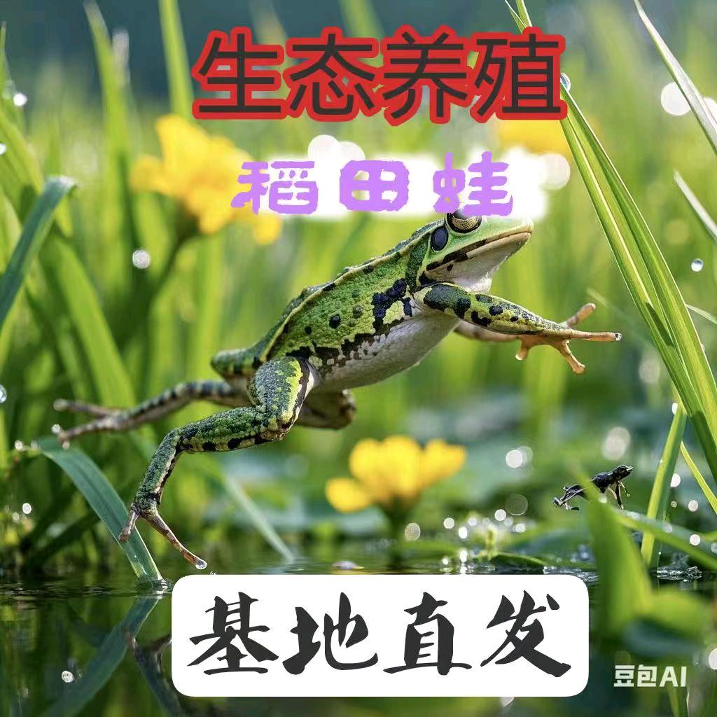 稻蛙直销