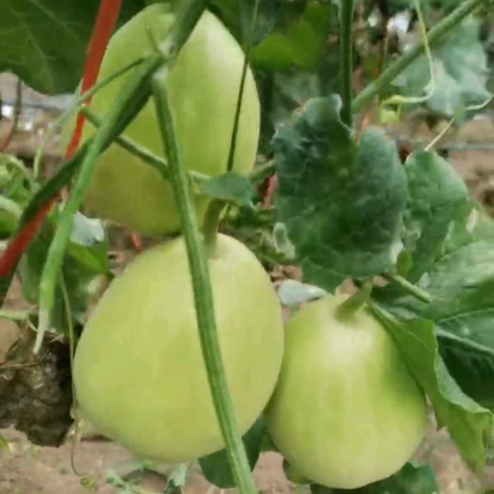 香瓜火龙果西瓜采摘园