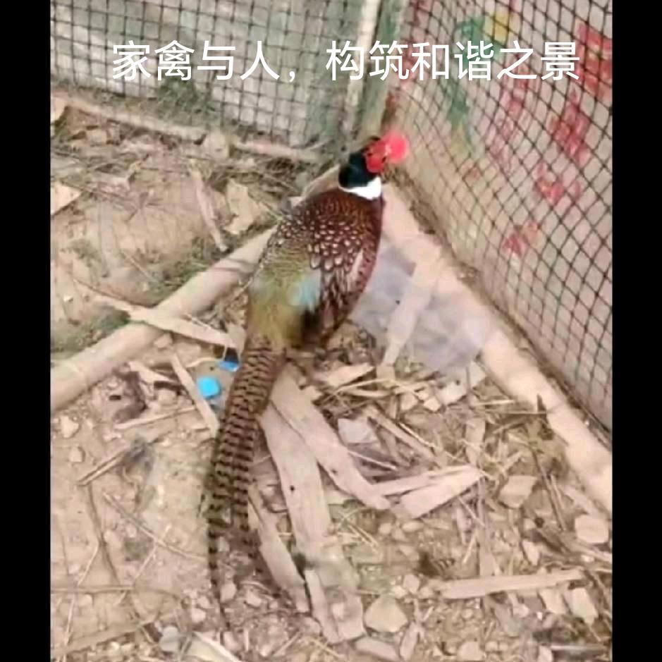 森林山鸡哥1号店