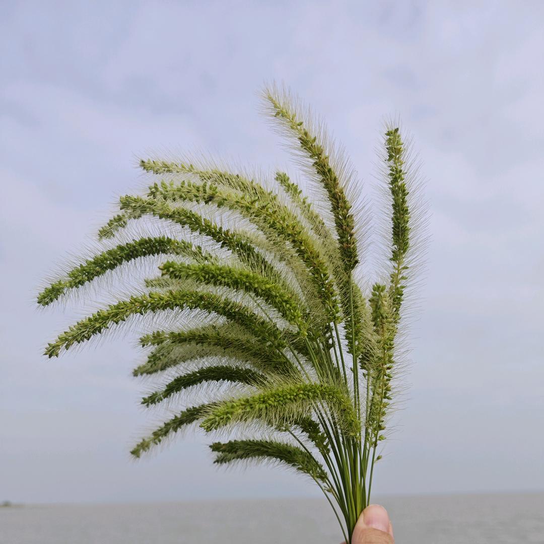 梦想