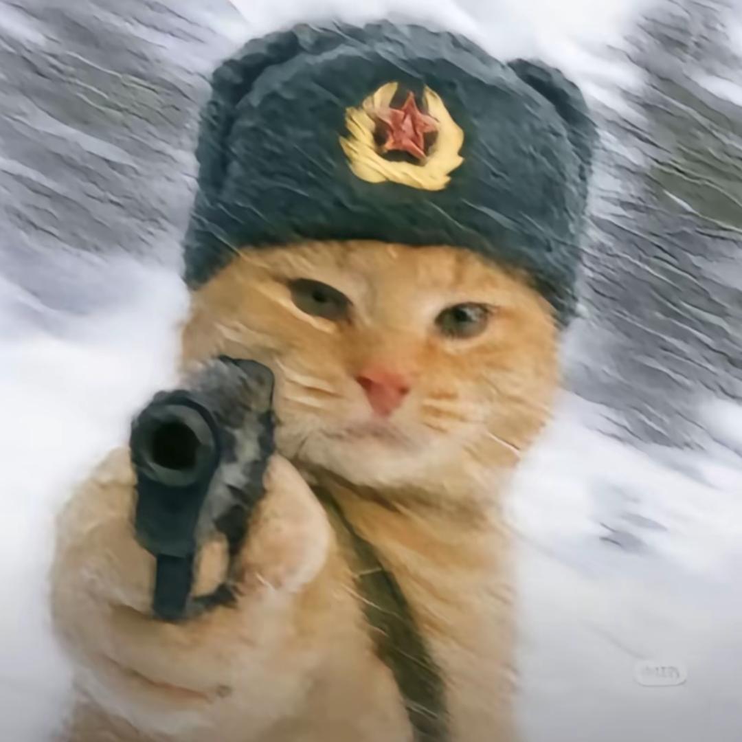 盛鼎建设的小猫