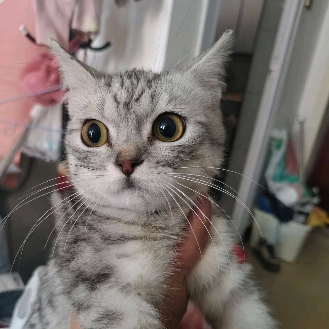 凯特🐱