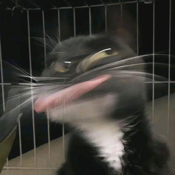 鲍一丝