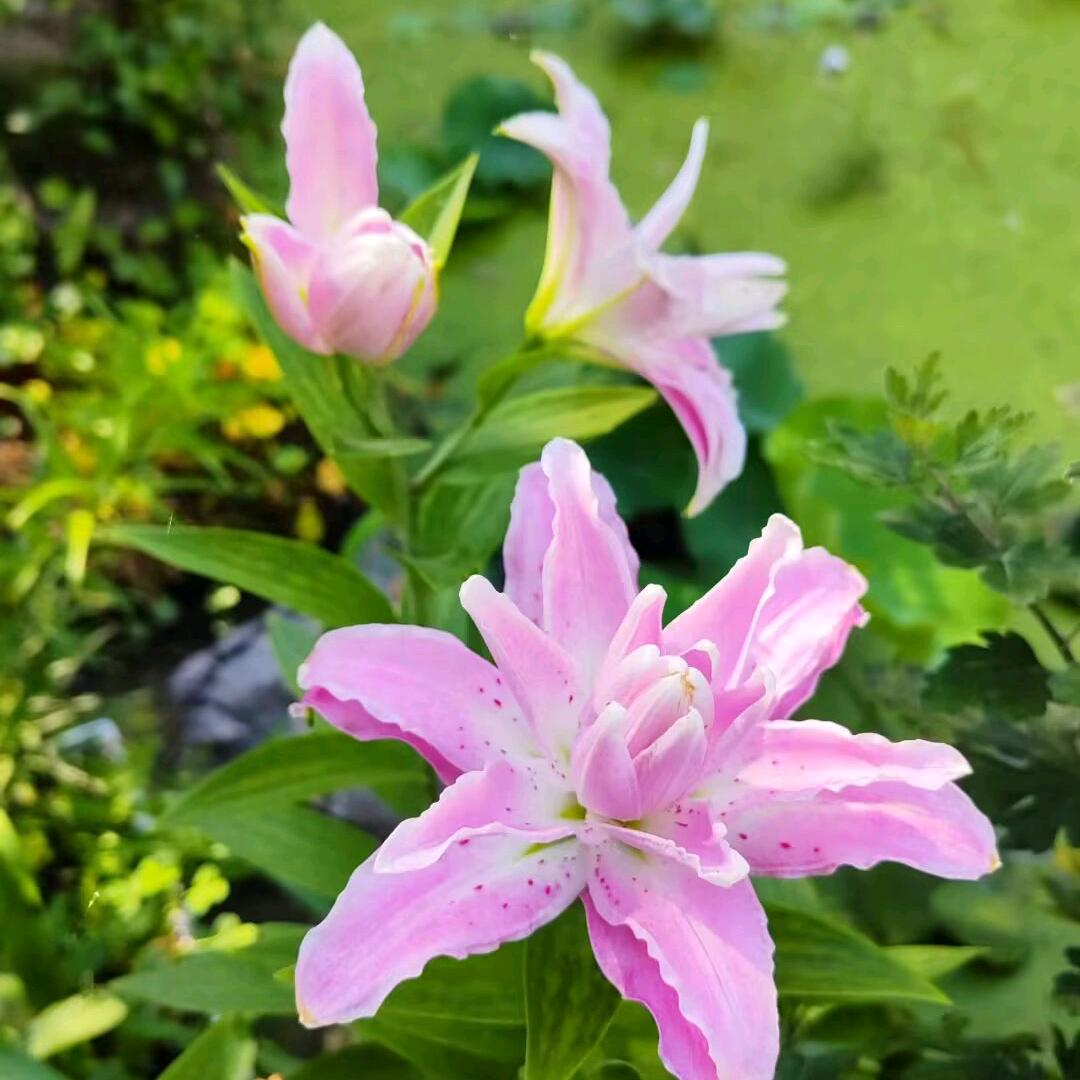 玲瓏秋月