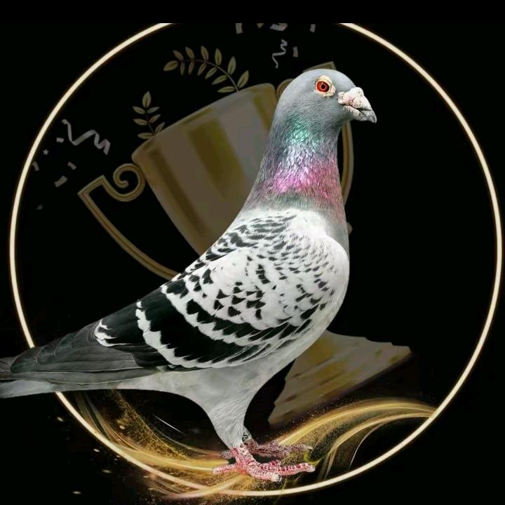 七色鸽苑·景泰信鸽馆