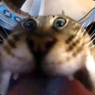 Y.