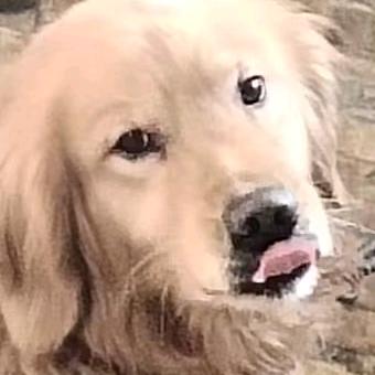 钟晨募鼓难入梦