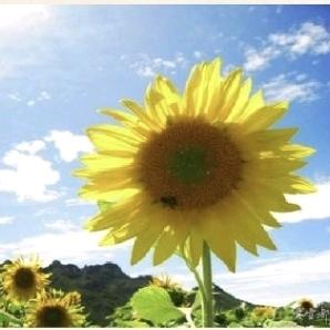 .沉淀.待花期