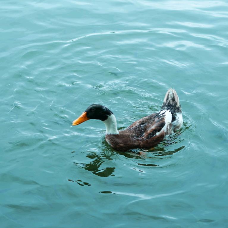 一只🦆