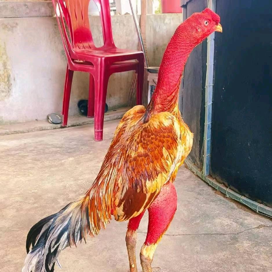 💘💘🐉🐉🐉小🐉龙🐉🐉🐉