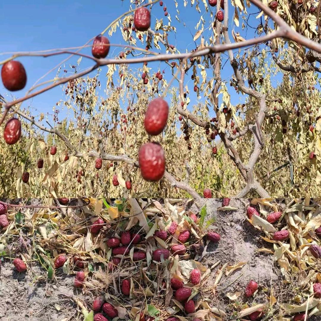 果然臻鲜农产品严选