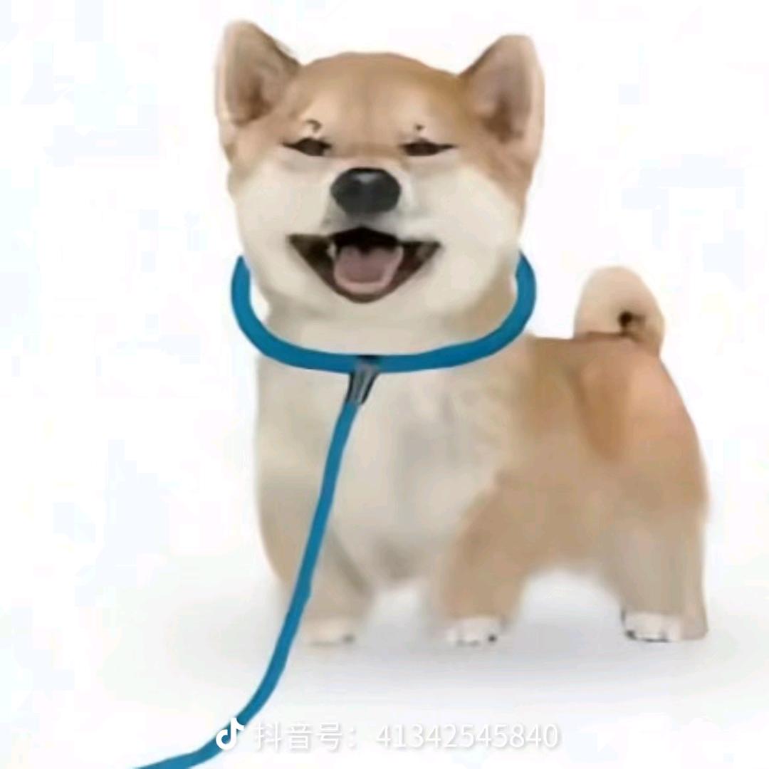 萝卜味土豆