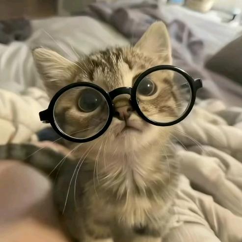 武当派面猫头像