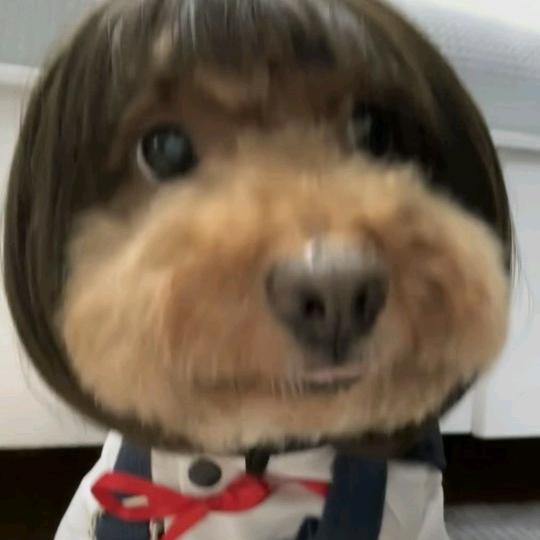 丧彪和它的帅比老爹