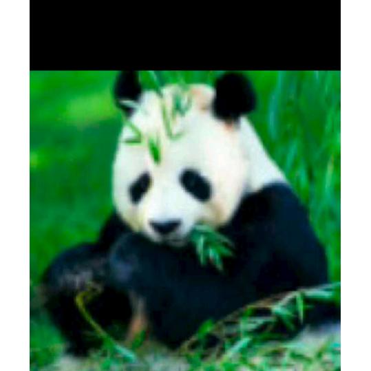 唐小燕