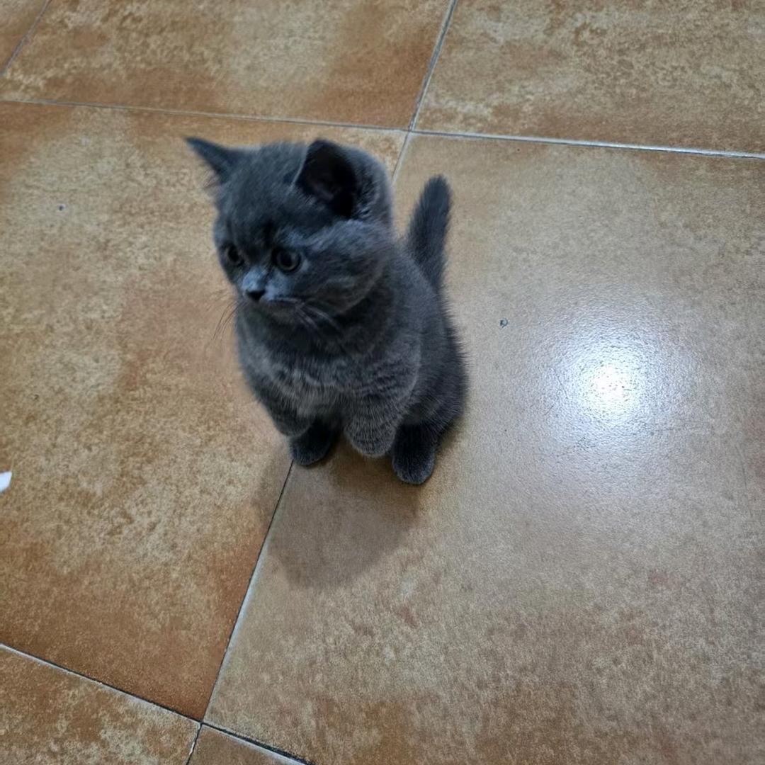 有点皮喵喵圆圆