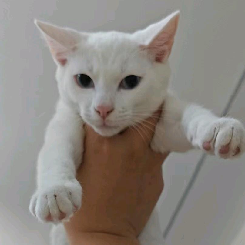 小句号