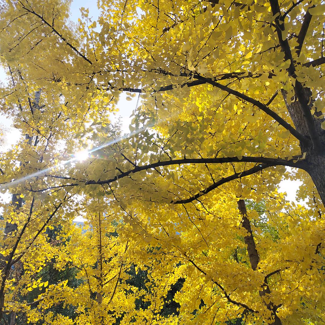 🐼🐼超级团子🍡