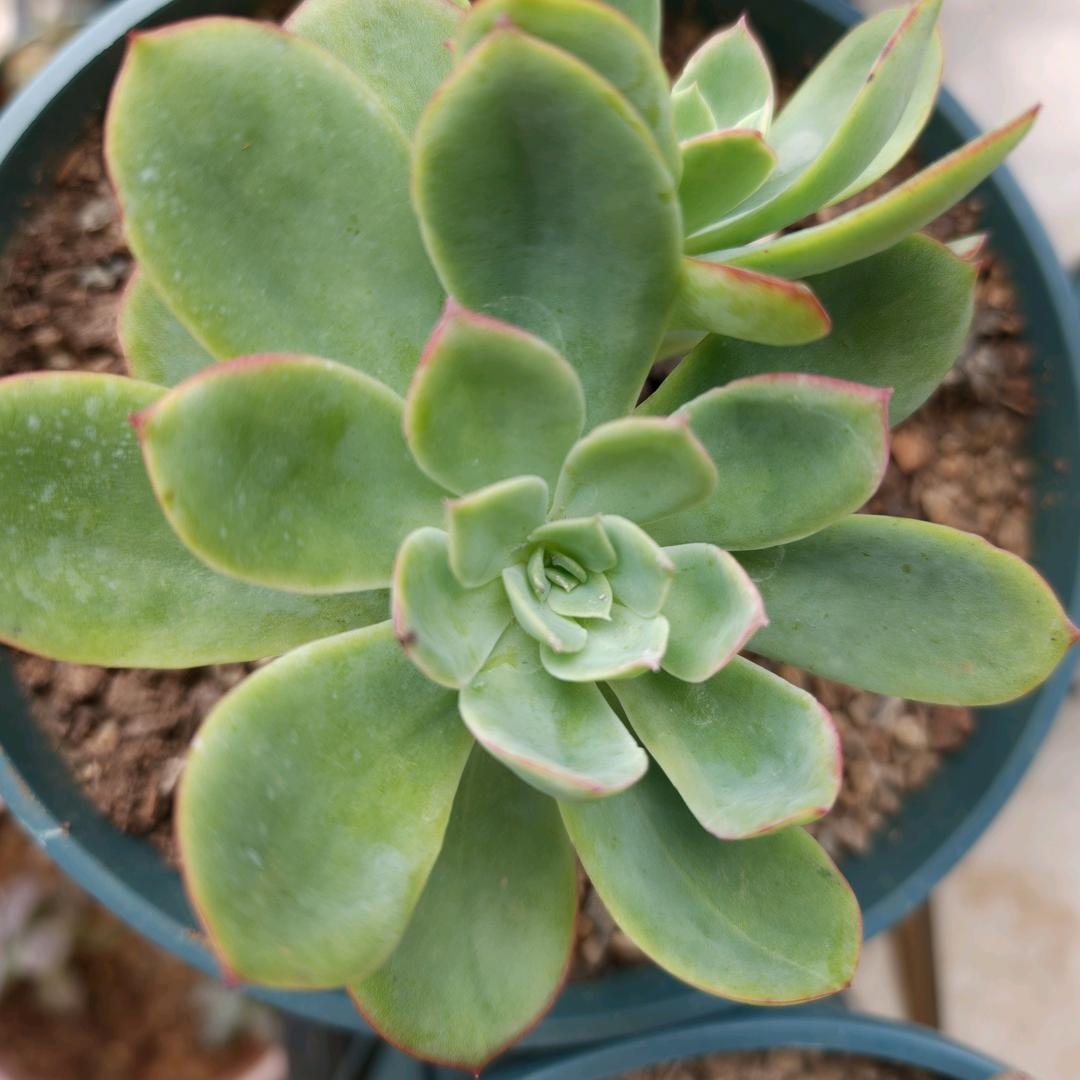 玉林卖手机的芳芳姐