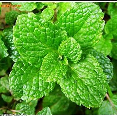 薄荷紫苏