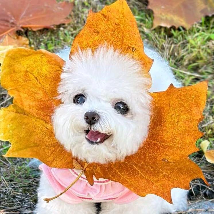 🍁