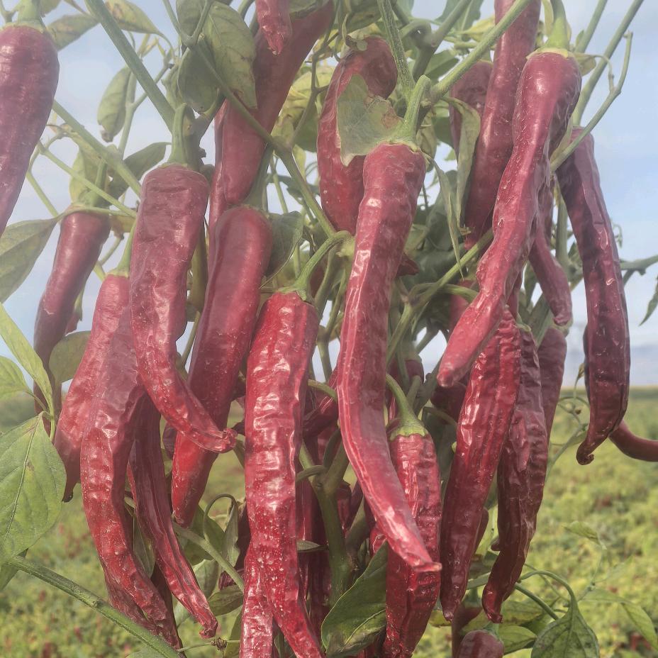 22团辣椒代办韩瑞