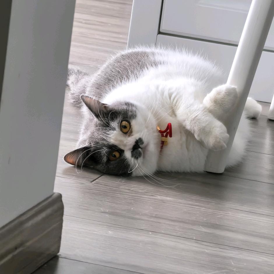 多多樊🐈