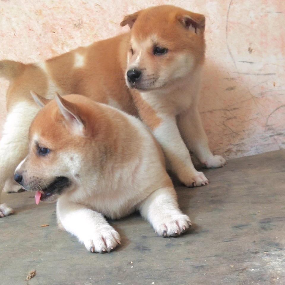 户外爱好者🦮