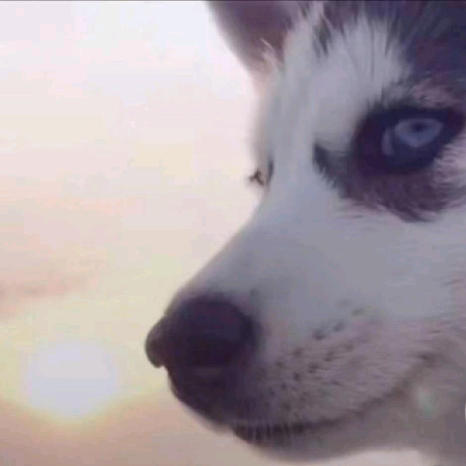 宁波识马网络科技有限公司　╭╯