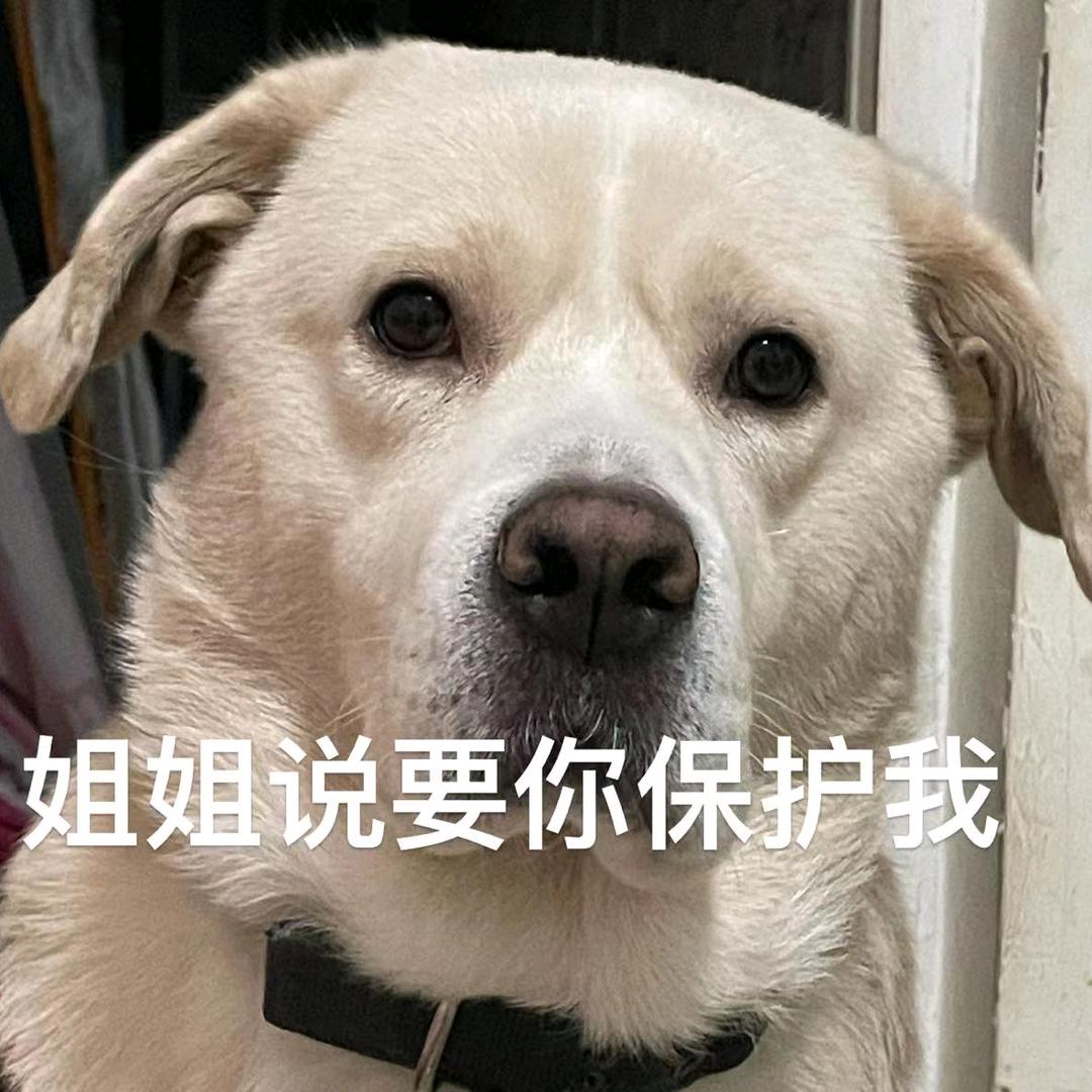 太阳花，向日葵，