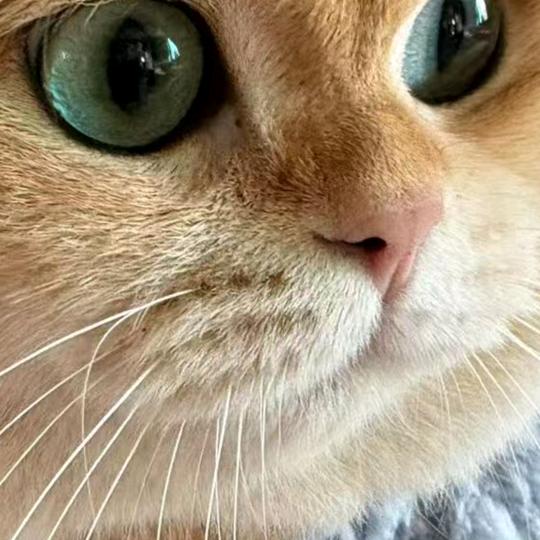 猫不抓鼠2