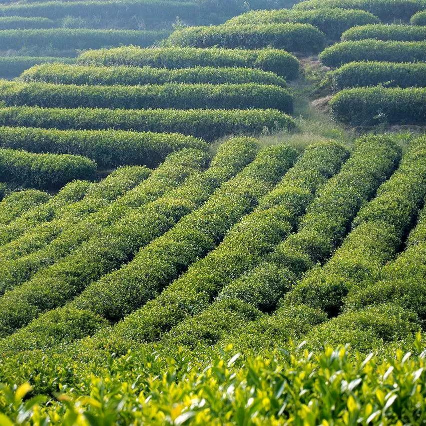 利川市迷水洞茶业