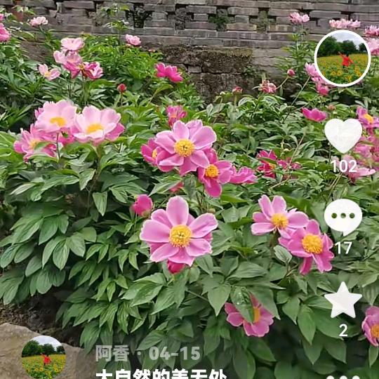 阿香