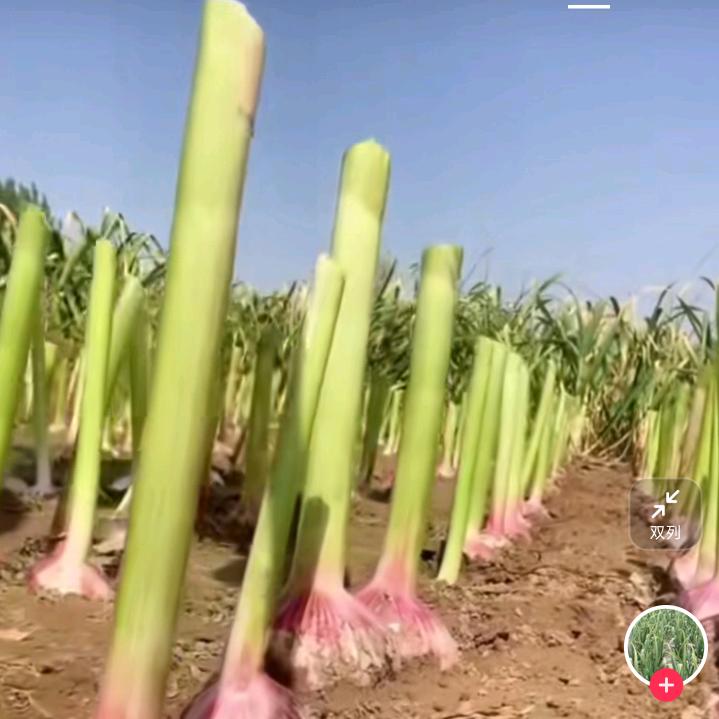大蒜种植