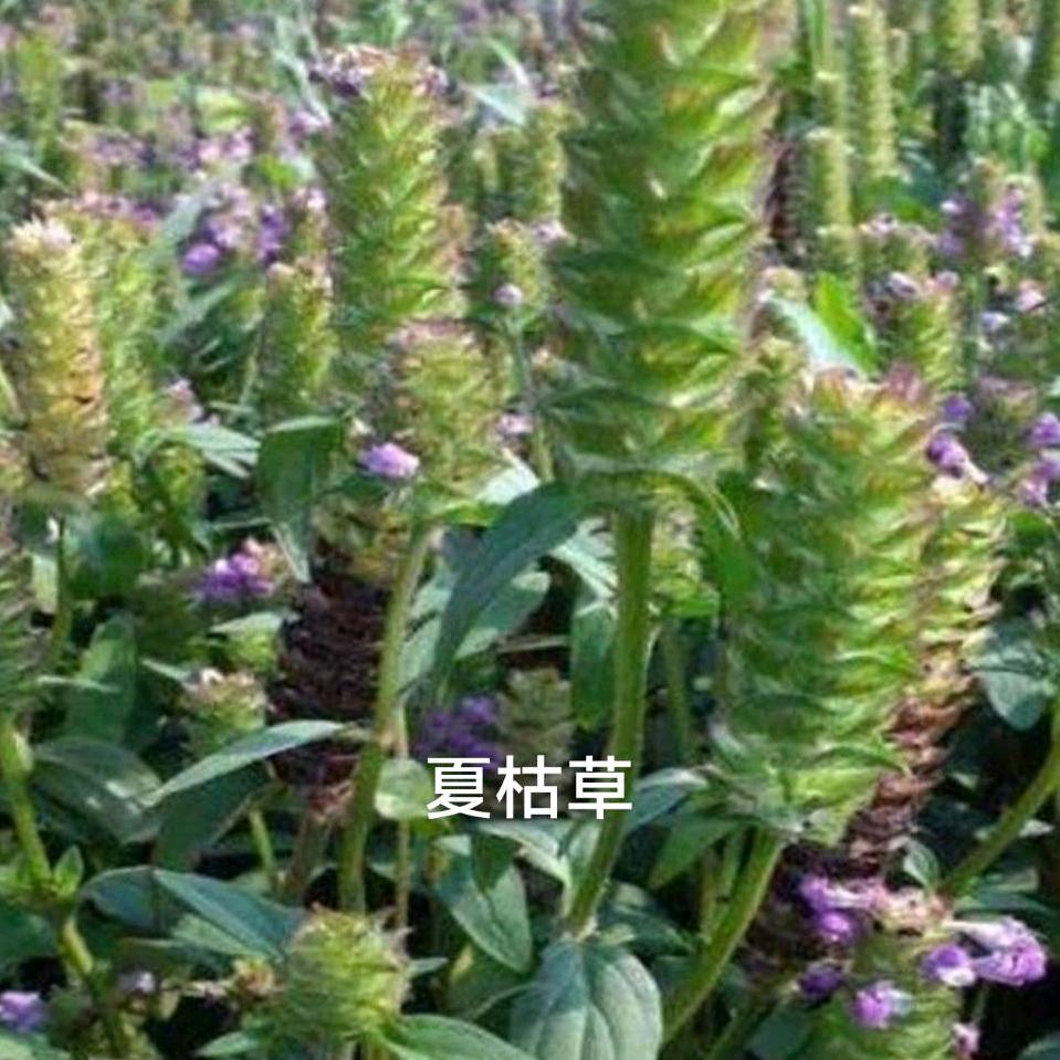 黄珊珊