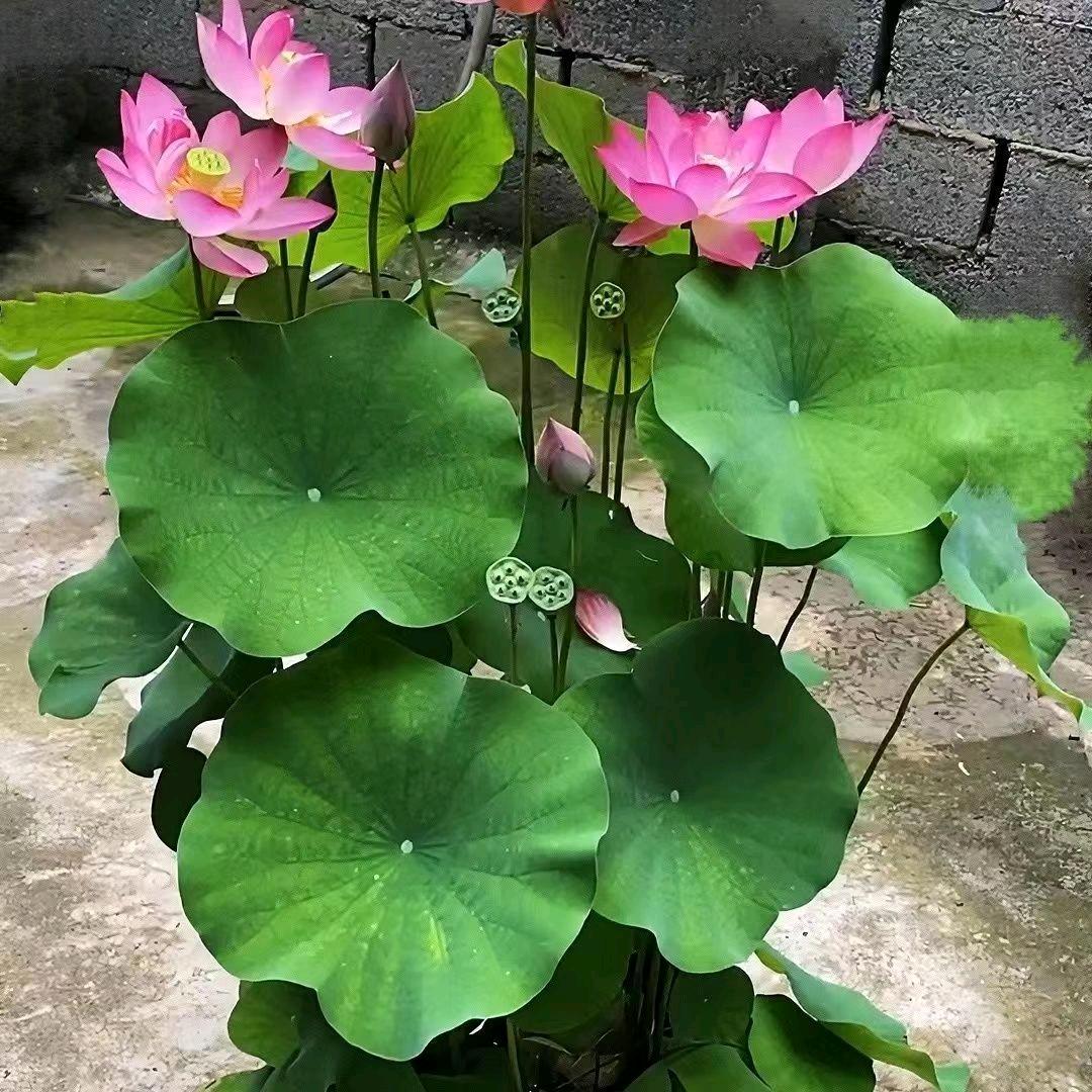 好人🌹🌹好梦