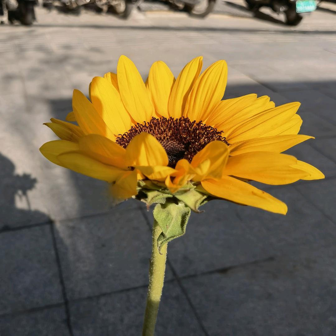 向阳🌻
