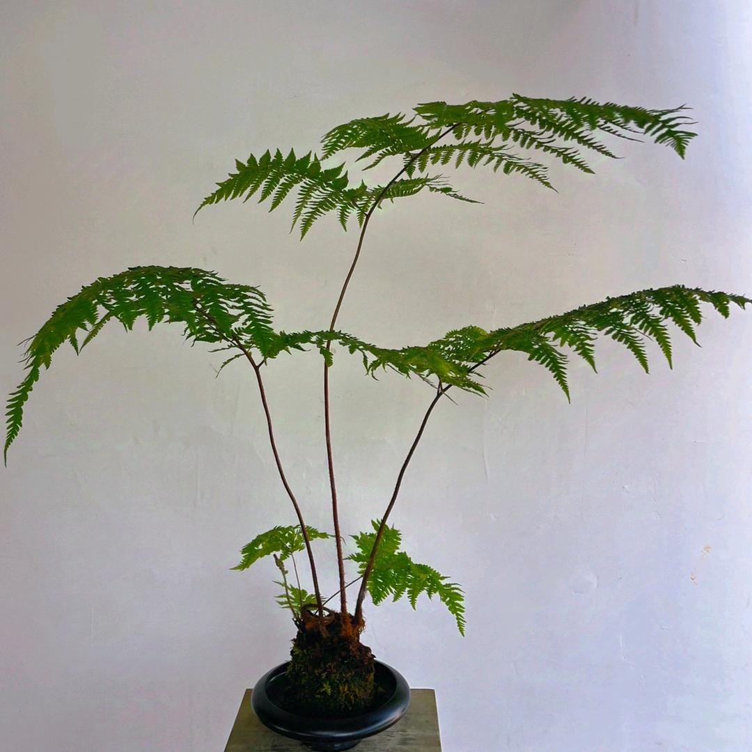 钰蕨芳