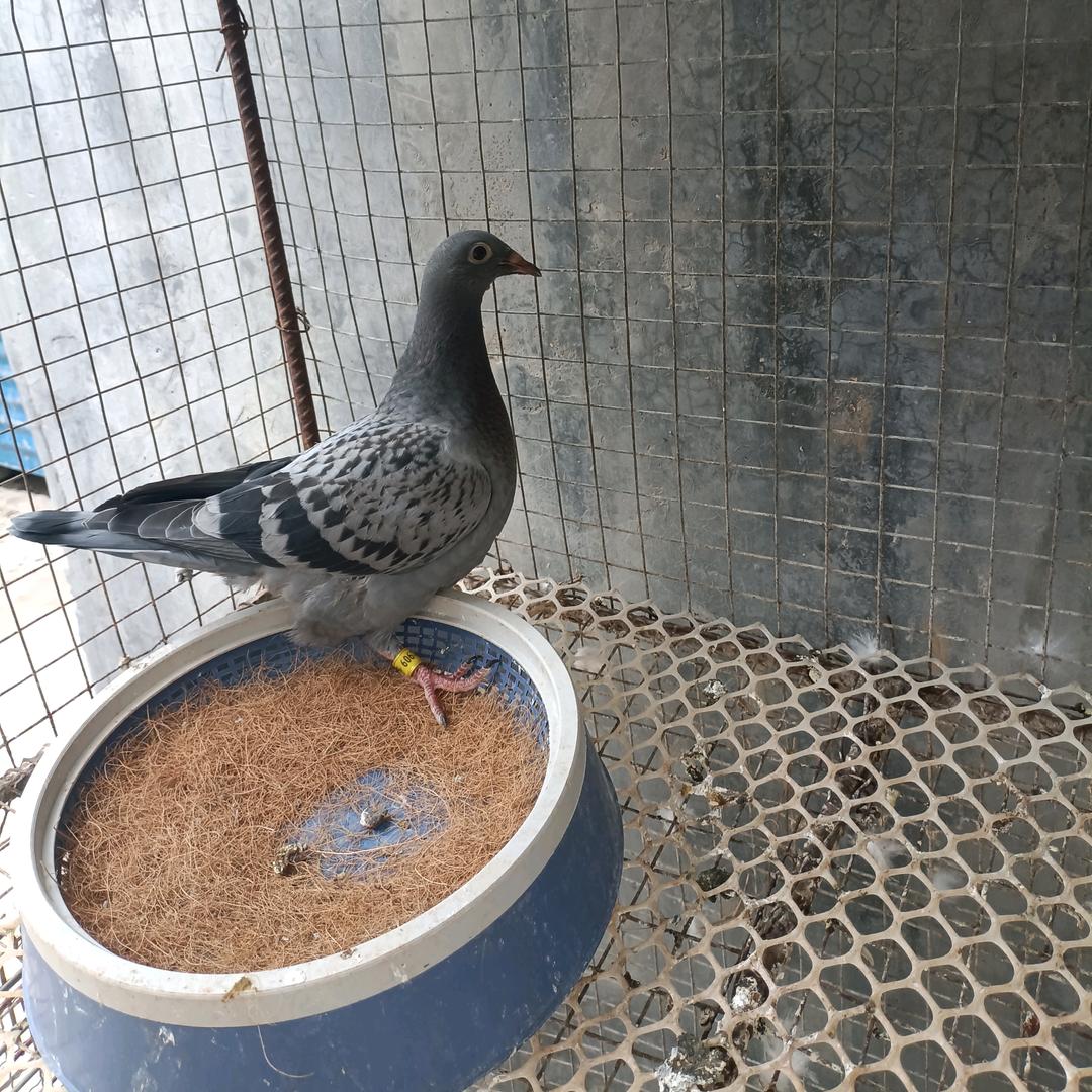 传平鸽舍