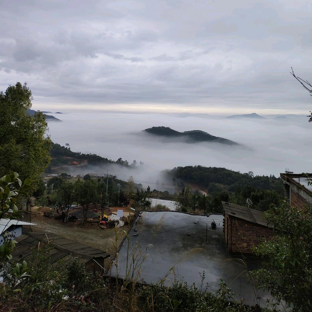 会飞的毛毛虫