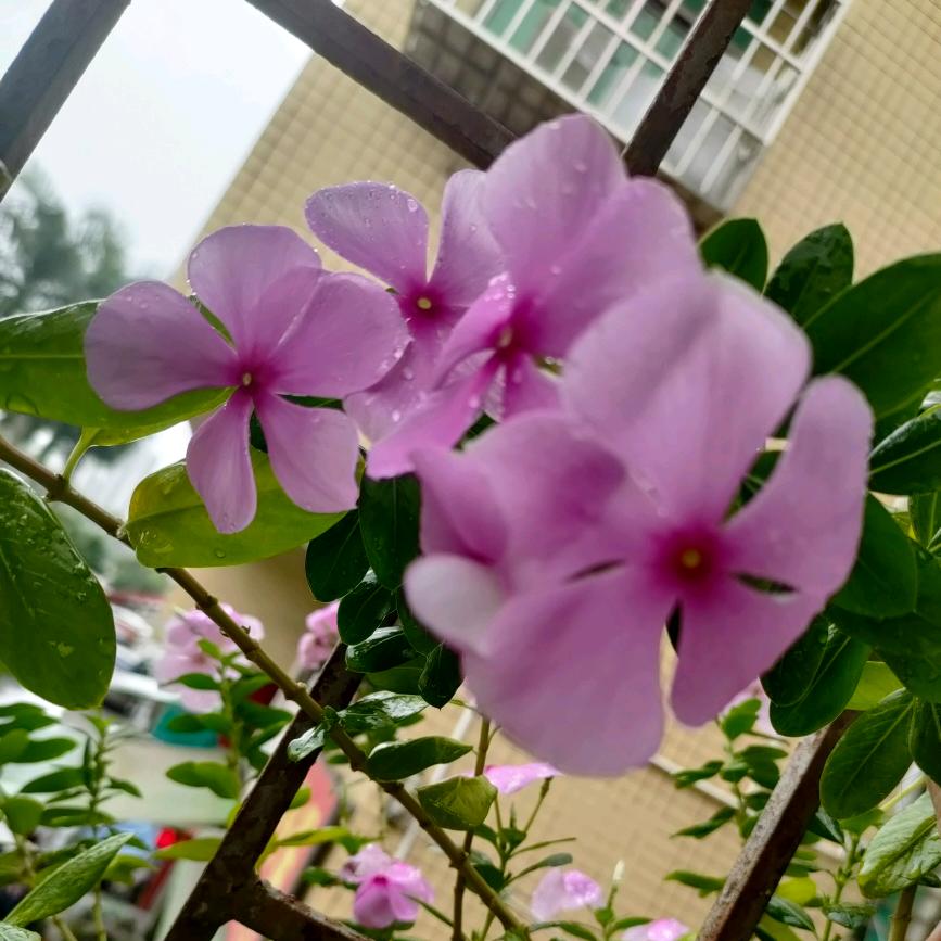 柠檬