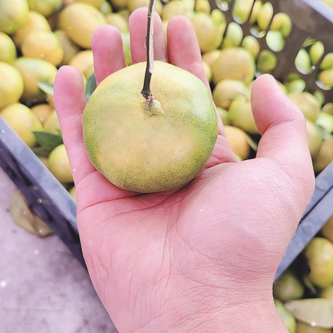 蹦蹦跳跳的土豆君