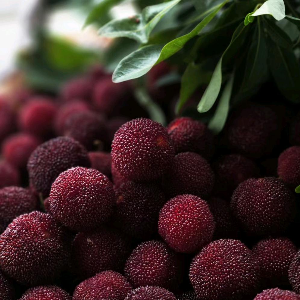 润松田坝杨梅基地