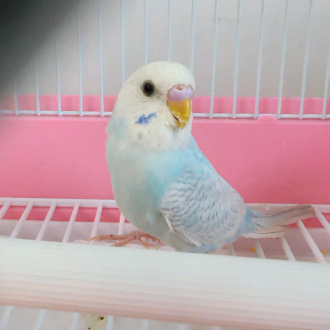 春春